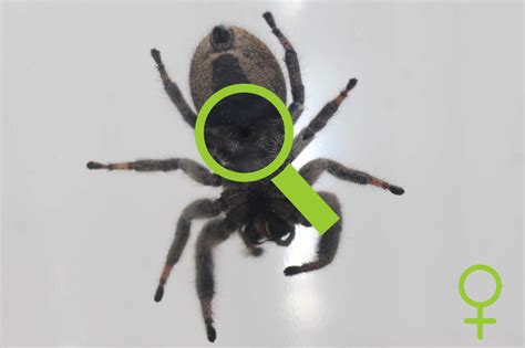 Sex Determination Of Jumping Spiders Insektenliebe