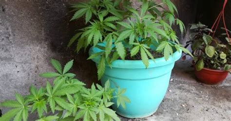 Le Encontraron 105 Plantas De Marihuana En Maipú Y Entregó Al Yerno