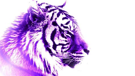 Purple Tiger Wallpapers Top Free Purple Tiger Backgrounds