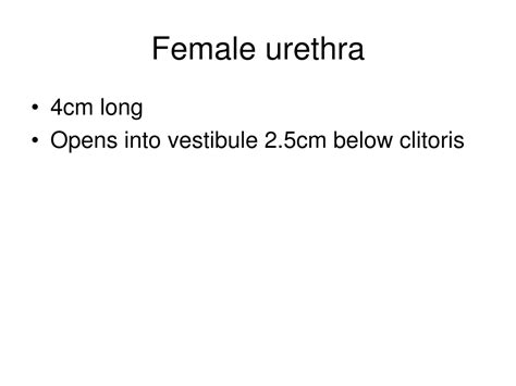 Ppt Anatomy Of The Female Perineum And Perineal Pouches Powerpoint
