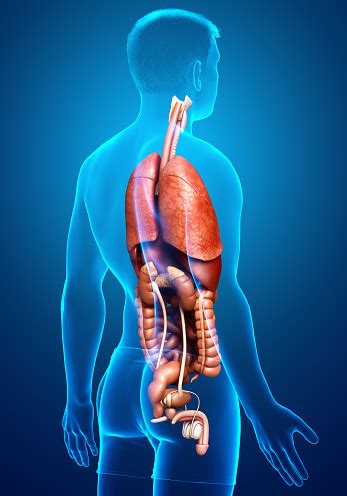 Media in category male internal organs. 3d Rendered Medically Accurate Illustration Of Male ...