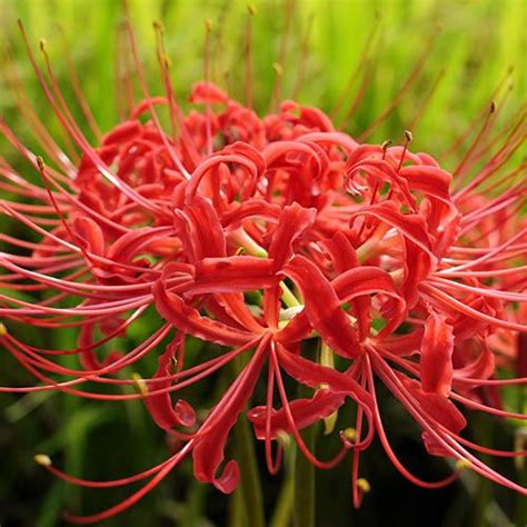 Red Spider Lily Lycoris Radiata Heirloom Bulbs 50 Off