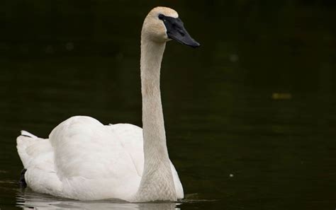 Trumpeter Swan Profile Facts Size Call Eggs Fly Range