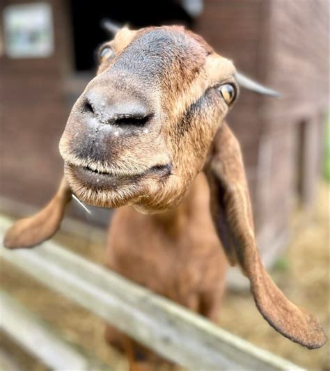 Gorgeous Goats At Godstone Farm Godstone Farm And Playbarn
