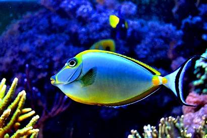 Fish Colorful Aquarium Deviantart Tropical Colourful Aquatic
