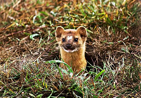 Long Tailed Weasels Are Ferocious Little Huntersbut They Sure Look