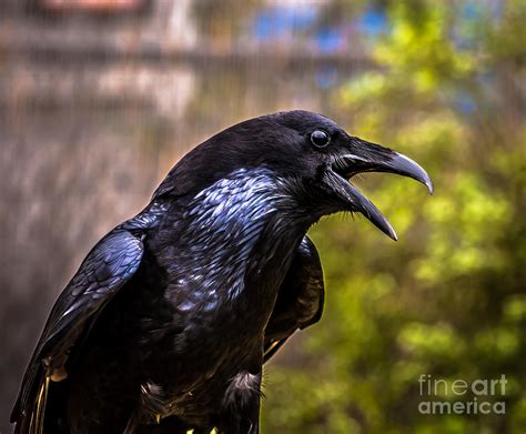 Raven Profile Photograph By Blake Webster Pixels
