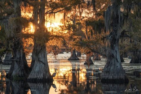 Sunset In The Swamps Swamp Landscape Swamp Photography Landscape