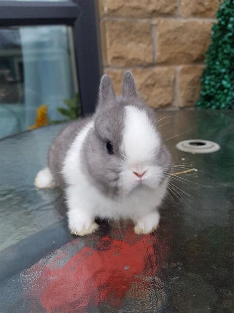 Blue Eyed Pure Bred Netherland Dwarf Bunnies For Sale In Accrington