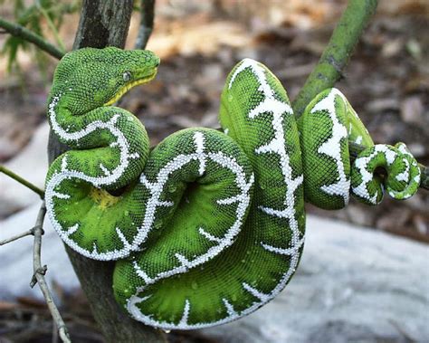 Beautiful Green Emerald Tree Boa Snake ~ Venomous Snakes