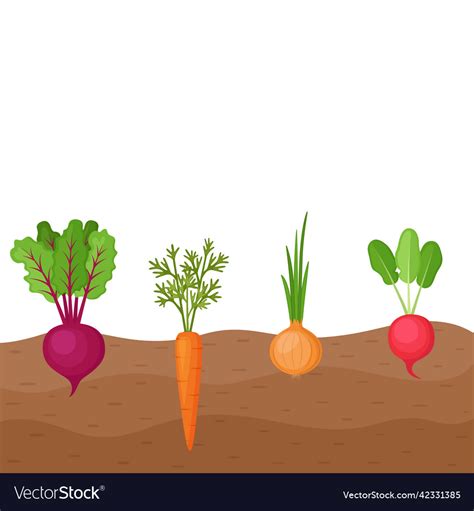 Organic Vegetables Beetroot Carrot Onion Radish Vector Image