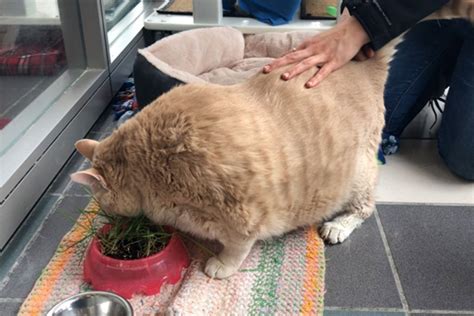 How long can you safely leave canned cat food out? Real-life garfield: Giant 33 pound adopted cat faces up to ...