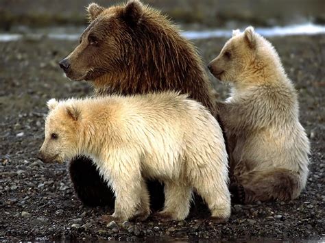 Wallpaper Wildlife Bears Grizzly Bear Cubs Brown Bear Fauna