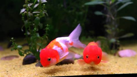 Tigerhead Chinese Goldfish Youtube