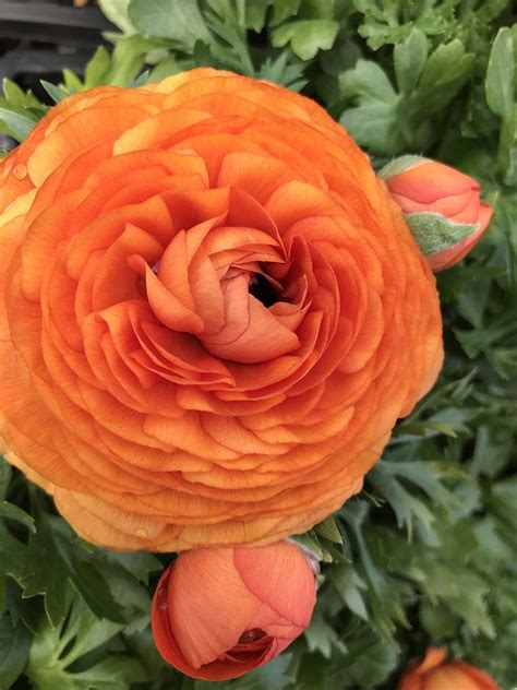 We would like to show you a description here but the site won't allow us. Annuals and Flowering Plants for Your Denver, CO Garden