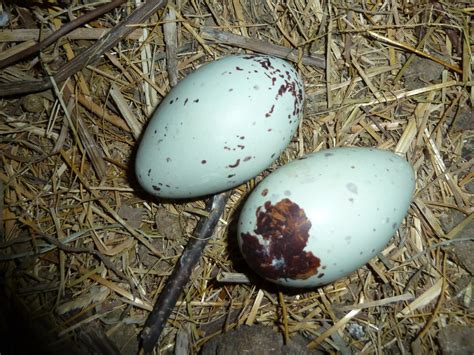 Springfield Plateau Vulture Eggs