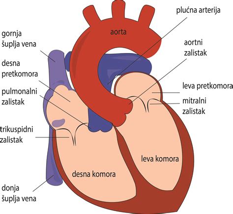 O Srcu Kardiohirurgijars