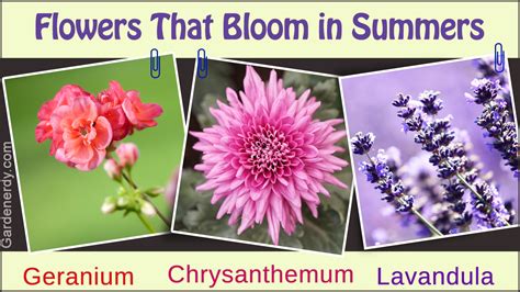 Unlike annual flowers, which live only a single year, flowering perennials bring your garden color again and again. A List of Perennial Flowers That Bloom All Summer (With ...