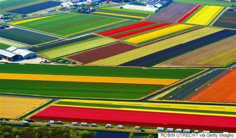 This Drone Video Of Dutch Flower Fields Will Give You The Touch Of