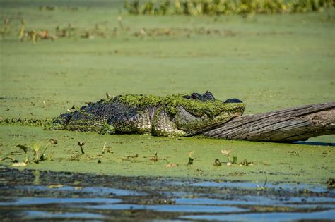 Your Guide To Alligator River National Wildlife Refuge Nc
