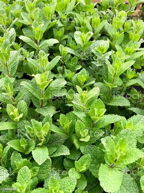 Apple Mint Plant Care And Growing Basics Water Light Soil Propagation