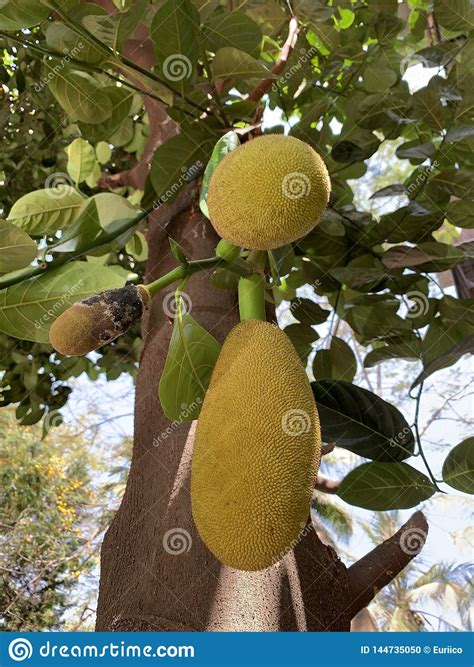 Young Jackfruit Growing On A Tree Stock Photo Image Of Leaf Orange