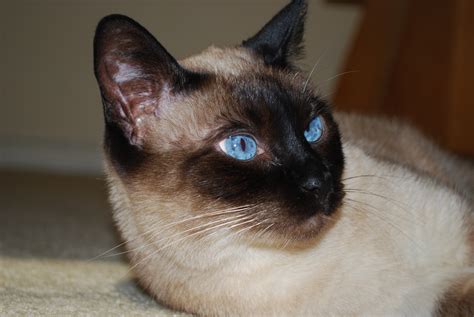 Do All Siamese Cats Have Blue Eyes 2016 Siamese Cats