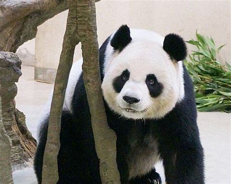 This Panda Faked Her Pregnancy So She Could Live Her Best Life