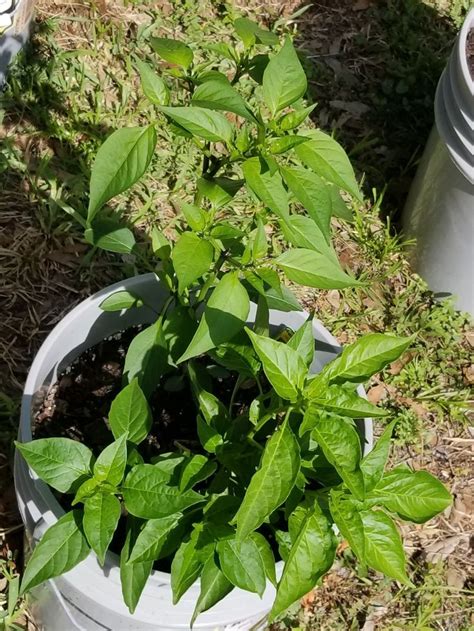 Pin By Mike Foley On Hot Peppers In 5 Gallon Buckets Growing Hot