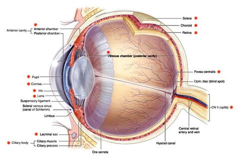 Intraocular Structures Of The Eye Screenshot Of Eye Anatomy On Mcgraw