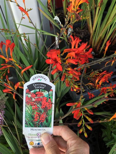 See some of our favorites for color through the seasons. Hello, tall and gorgeous! (Crocosmia Lucifer, perennial ...