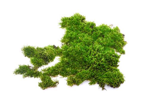 Close Up Of Fresh Moss Against White Background Stock Photo