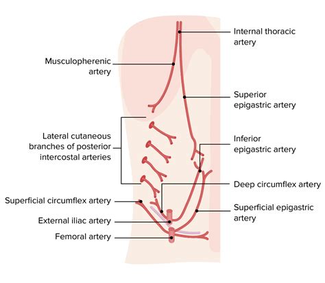 Anterior Abdominal Wall Blood Supply My XXX Hot Girl