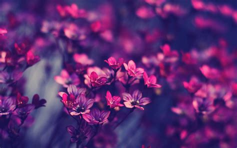 Tons of awesome aesthetic floral desktop wallpapers to download for free. Aesthetic Flower Wallpapers - Top Free Aesthetic Flower ...
