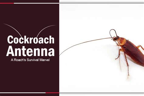 Cockroach Antenna A Roachs Survival Marvel