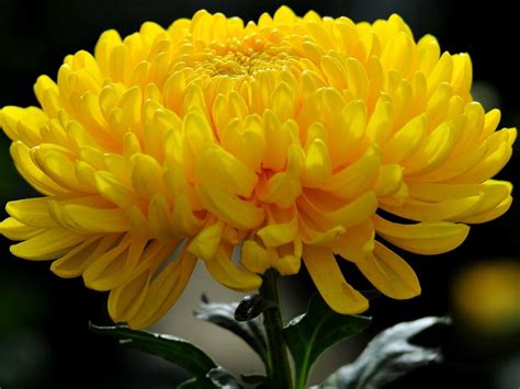 Хризантема 55 фото как вырастить садовый цветок на даче Как