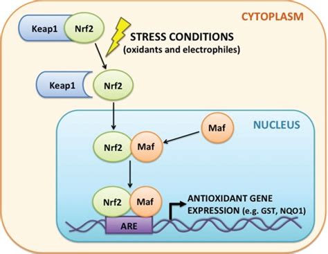 Mechanism Of Nrf2 Signaling And Activation Of Antioxidant Gene