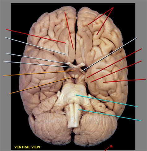 External Brain Ventral View Diagram Quizlet
