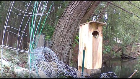 My Wood Duck Nest Box 1st Season 10 Ducklings 2020 Youtube