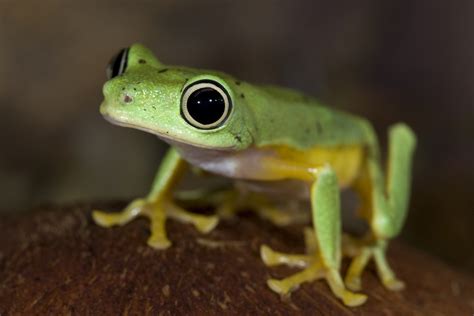 Lemur Leaf Frog Amphibian Rescue And Conservation Project