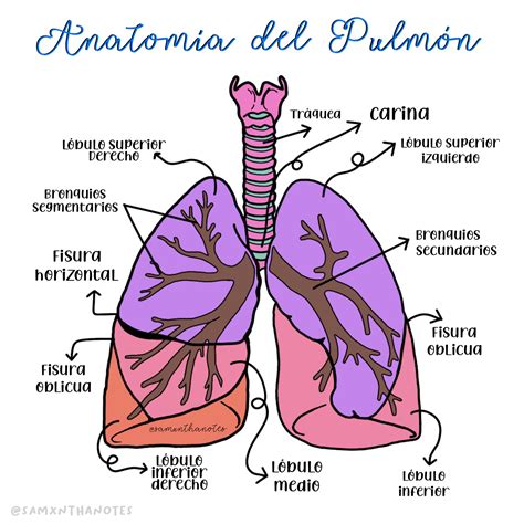 Invertir Oblongo Comercial Anatomia De Pulmon Atlético Hizo Un Contrato