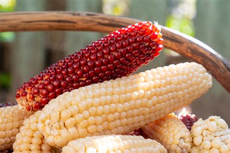 How To Plant And Grow Popcorn The Simple Steps To A Great Harvest