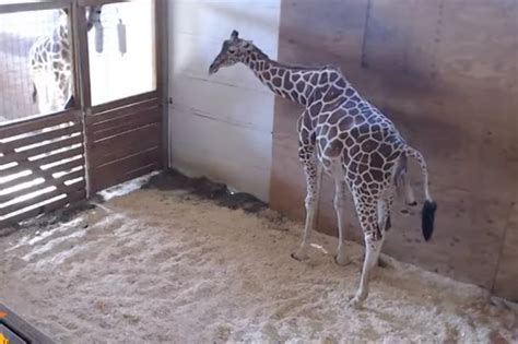 Giraffe Giving Birth