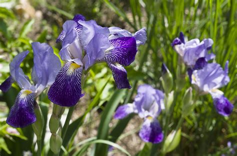 Iris Flower Meaning And History Floraqueen
