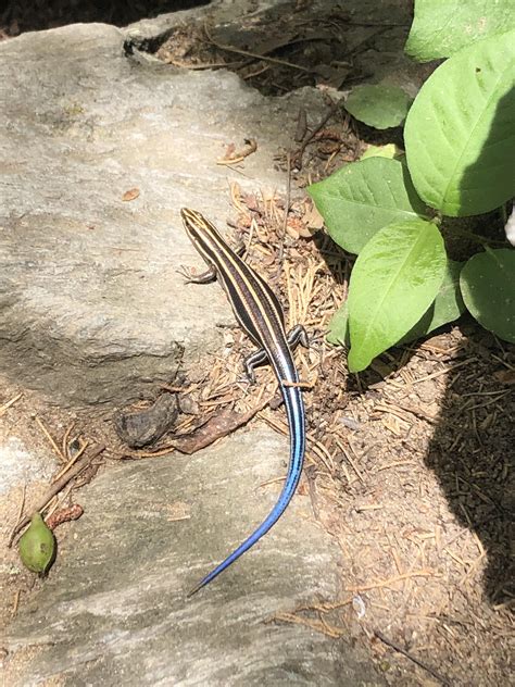 Common Five Lined Skink Found In Great Falls Park Va Rreptiles