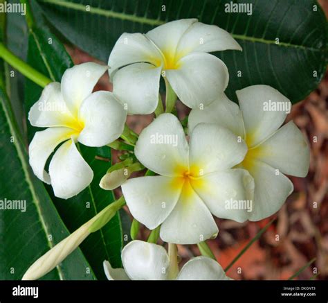 Cluster Of White Frangipani Flowers With Yellow Centres Plumeria