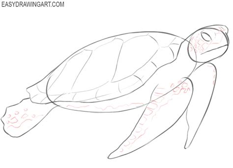 Sea Turtle Drawing For Kids