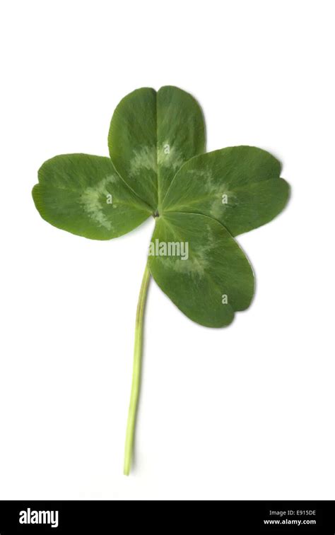 Four Leaved Clover Stock Photo Alamy