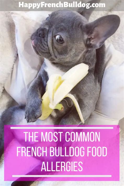 French Bulldog Food Allergies And How To Cure Them Happy French Bulldog