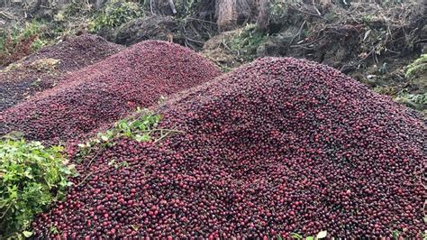 Thousands Of Tonnes Of Central Otago Cherries Dumped After Rain Decimates Industry Nz